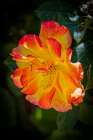 USA, Colorado, Fort Collins. Domestic rose flower close-up. Art Print